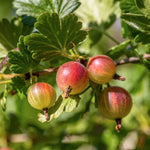 Gooseberry Bush Live Plant, 5-9 Inch Tall, Gooseberry Plant Live for Growing, Gooseberry Tree Live Plant