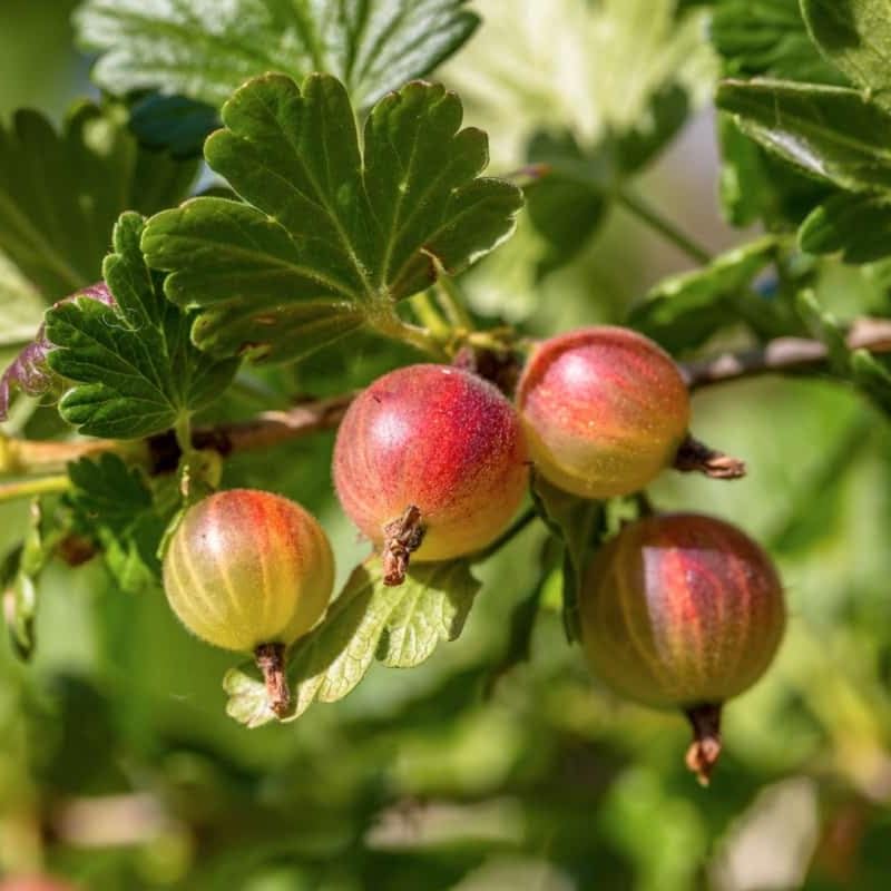 Gooseberry Bush Live Plant, 5-9 Inch Tall, Gooseberry Plant Live for Growing, Gooseberry Tree Live Plant