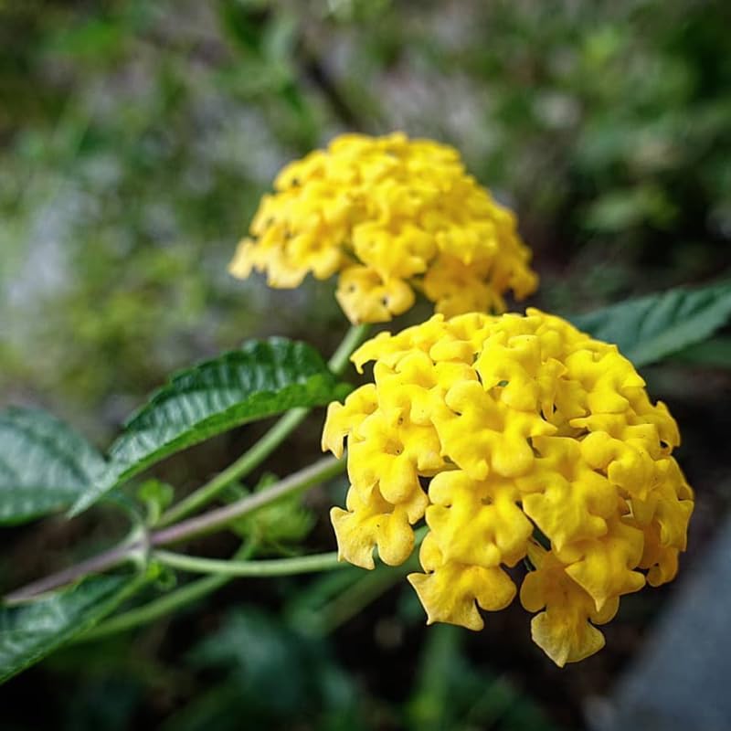 2 Lantana Plants Live, Lantana Live Plants for Planting Outdoors, Trailing Lantana Plants Live, 5 to 7 Inc Tall (Yellow)