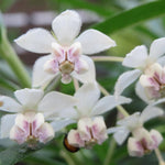 4 Milkweed Plants Live, White Butterfly Milkweed Asclepias Tuberosa Perennial Wildflowers Swamp Common Bush, 5-9" in Tall, No Pot