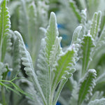 4 Blue Lavender Plants Live for Outside Planting, Perennial Bloom, Live Lavender Plants 5–9 Inches Tall with Fragrant Flowers for Spring Growing