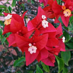Combo 2 Bougainvillea Plants Live Trees, Outdoor Bougainvillea Plant for Trailing Flowering Vines or Bush Tree, 5-10” Tall, Well-Rooted Bougainvillea Vivid Red