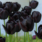 10 Mix Tulip Bulbs, Mixed Bulbs for Fall Planting, Indoor Outdoor Garden, Ready to Plant (Black Tulip)