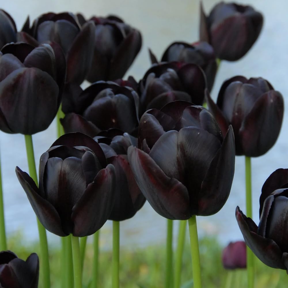 10 Mix Tulip Bulbs, Mixed Bulbs for Fall Planting, Indoor Outdoor Garden, Ready to Plant (Black Tulip)