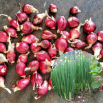 3 Egyptian Walking Onions Plants Live, Fast Growing, High Yield Walking Onion Plant for Perennial Planting, Outdoor, Winter Hardy in Zones 3–9