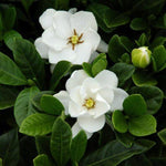 3 Climbing Jasmine Live Plants for Indoor Outdoor Planting, Frostproof Jasmine Plants Live, Fragrant, 5-8" in Tall, Hardy