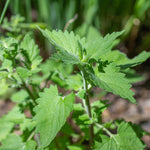 Set 2 Catnip Plants, Herb Catnip Plant Perennial, 3-6" Tall, Outdoor Indoor Garden