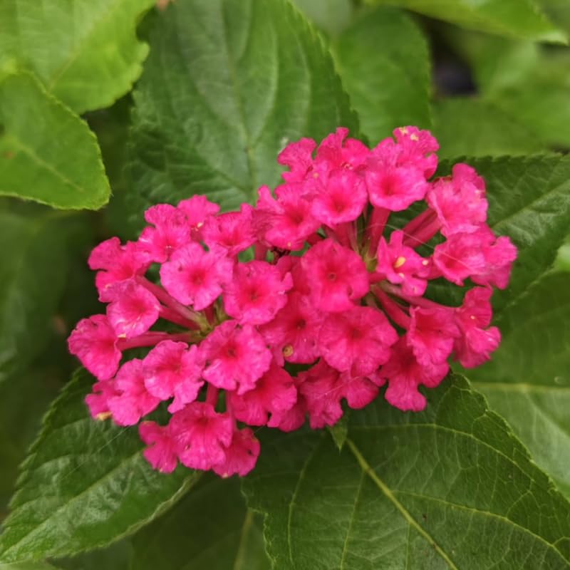 4 Colorful Perennial Lantana Trees Live Plants, Rose Blooms, Hardy and Long Blooming Seasons, Fragrant, 5-10" in Tall, Full Sun Growing
