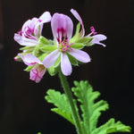 Set 2 of Citronella Plants Live, Citronella Live Plants, Live Citronella Plant Indoor Outdoor, Citronella Indoor Plant, Small Citronella Plants