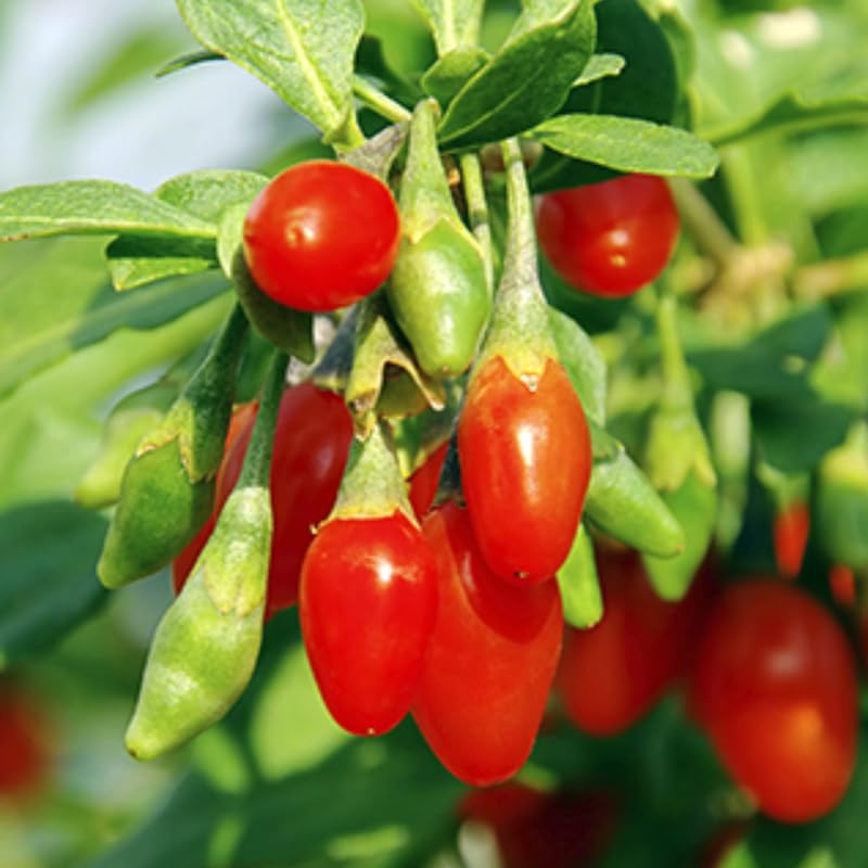2 Goji Berry Plants Bushes for Planting, 8 Months Old Goji Berry Bush Ready to Plants, Goji Berries Trees Plants Live