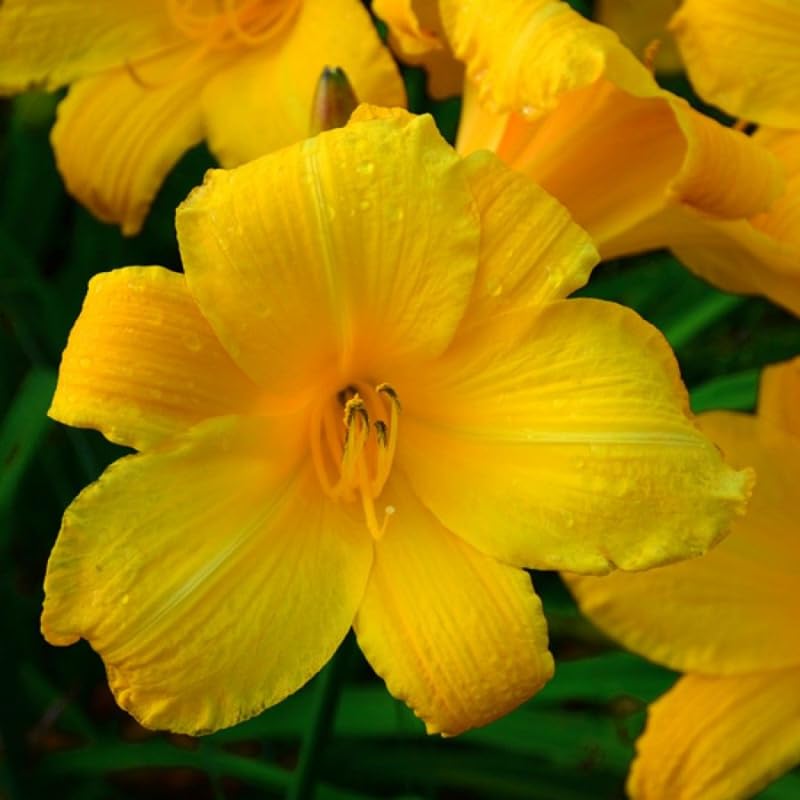 Set 10 Yellow Daylily Bulbs for Planting, Hardy Perennial Lily Roots for Colorful Summer Blooms