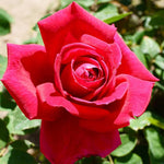 Rose Live Plant for Planting, Fragrant Rose Bush, 5-10” Tall, Ready to Grow Flowering Shrub for Outdoor Garden Beds and Containers (Red Rose)