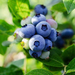 2 Southern Highbush Blueberry Plants Live for Outdoor Growing, Pink Lemonade Blueberry Trees Live Plants, Blueberries Bushes, Hardy and High Yield Seedlings, Starter 4 to 7", No Pot