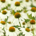 White Echinacea Coneflower Plant, Coneflower Live Plant Perennial 3 Inch Pot