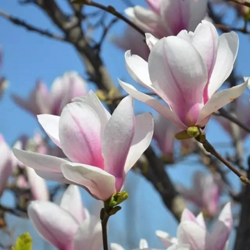 02 Saucer Magnolia Tree Live Plant in 2.5" Pot, 1 Year Old Well-Rooted Tree, Cold Hardy, Magnolia Shrub for Spring Planting, Fast-Growing