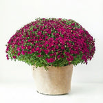 Purple Chrysanthemum Plants Live Starter, Mums Plants Live for Spring Blooms, Outside Growing, Hardy and Fast-Growing, Size 4-8" in Tall