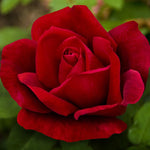 Rose Bush Live Plant for Gardening, Hardy Fragrant Rose Flower Plant, 5 to 10 Inch Tall, Ideal for Outdoor Planting (Red Rose)