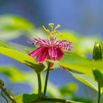 Pack 2 Passion Flower Plants Live, Passiflora Vine Well-Rooted, 5-7 Inch Tall Climbing Vine for Garden Trellises and Fences, No Pot (Burgundy Passion Flower)