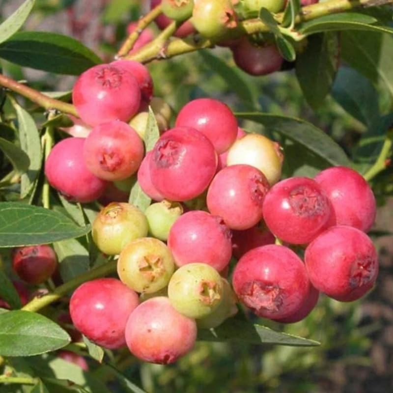 2 Blueberry Plants, Blueberry Tree Live Plant, Blueberry Shrub 1 Year Old, Sweet Blueberry Bush Live Plant, Blueberries Bareroots (Pink Lemonade Blueberry)