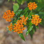 2 Orange Milkweed Plants Live, Tropical Butterfly Milkweed 4-8 Inches, Perennial Milkweeds Flowers Well Rooted Container or Outdoor Growing
