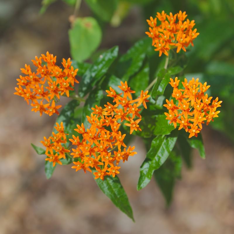 2 Orange Milkweed Plants Live, Tropical Butterfly Milkweed 4-8 Inches, Perennial Milkweeds Flowers Well Rooted Container or Outdoor Growing