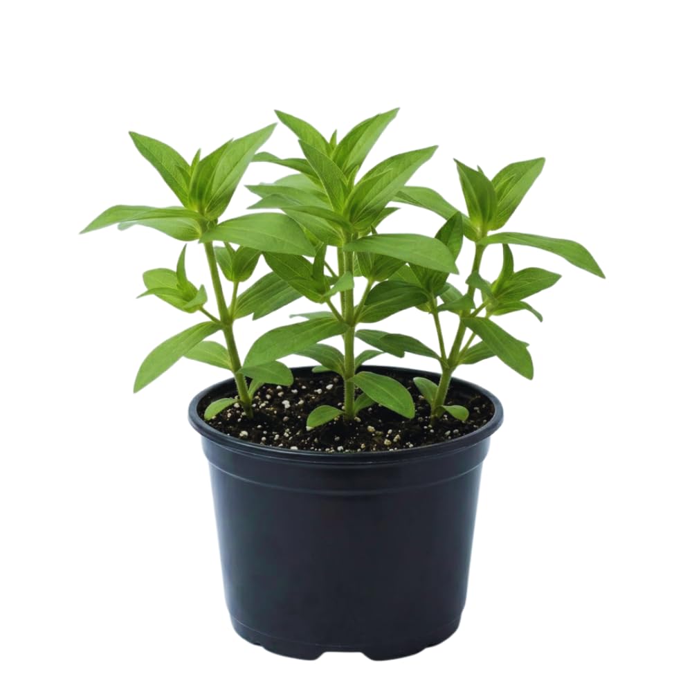 3 Assorted Zinnia Plant Live, Orange Red Zinnia Flower Plant from 3 to 5 Inc Tall Growing Outdoor Garden