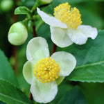 Camellia Sinensis Plant Live, Camellia Plant, Green Tea Tree Plants, 9 to 12 Inches in Height fot Growing