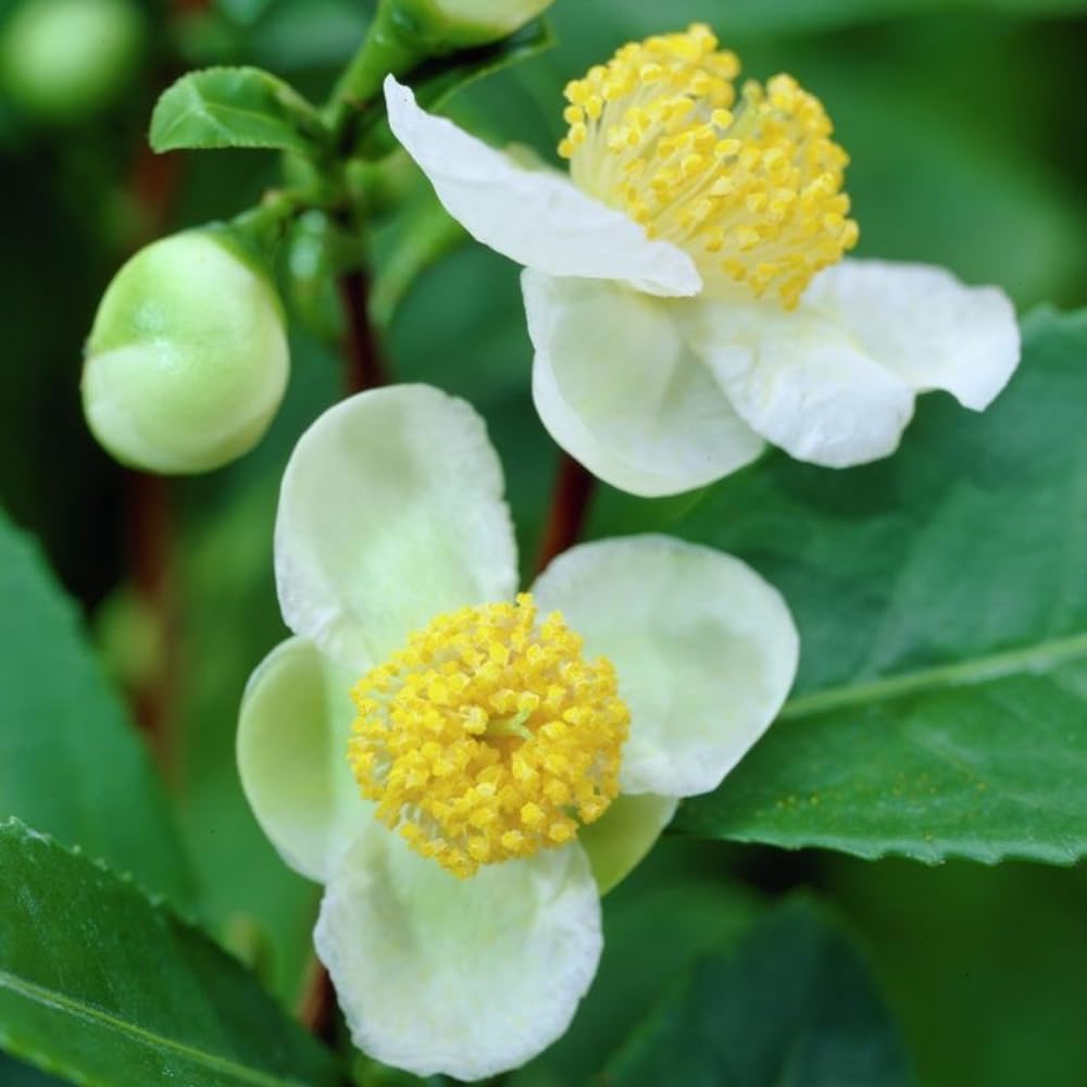 Camellia Sinensis Plant Live, Camellia Plant, Green Tea Tree Plants, 9 to 12 Inches in Height fot Growing