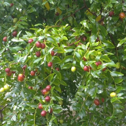 Li Jujube Tree Plant, 8-14 Inch Tall Sweet Jujube Tree Live Potted for Outdoor Planting