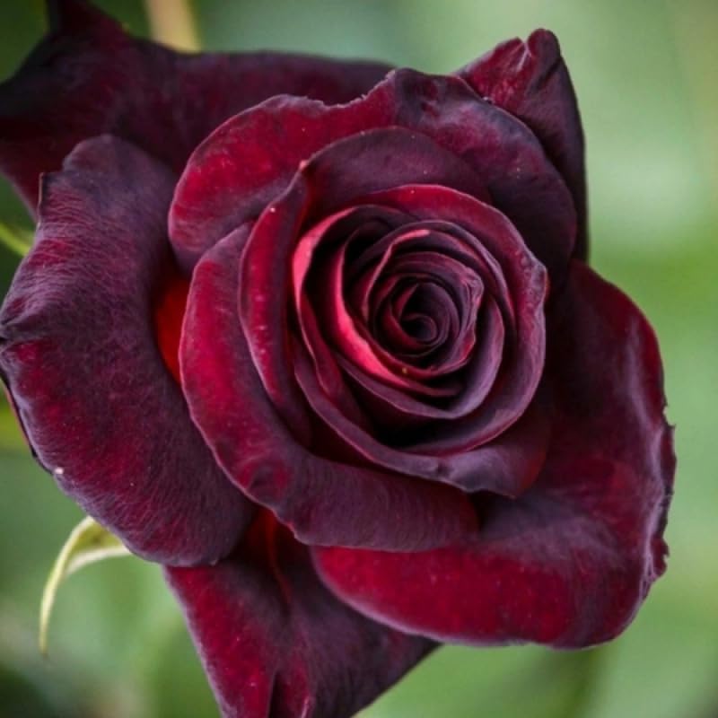Black Red Rose Climbing Live Starter Plant, Fragrant Pink Climbing Rose for Planting Outdoor, No Pot, 5 to 9 Inches in Tall, Dormant, No Leaf in Winter