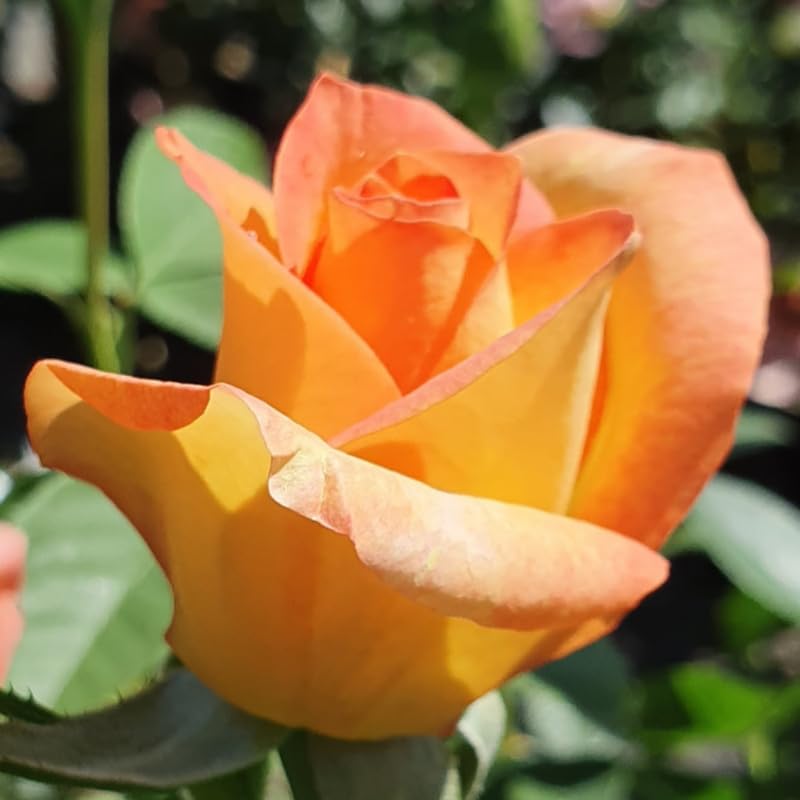Rose Live Plant for Planting, Fragrant Rose Bush, 5-10” Tall, Ready to Grow Flowering Shrub for Outdoor Garden Beds and Containers (Gold Rose)