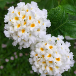 2 Lantana Plants Live, Lantana Live Plants for Planting Outdoors, Trailing Lantana Plants Live, 5 to 7 Inc Tall (White)