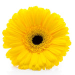 2 Gerbera Daisies Live Plants, Yellow Gerbera Daisy Plants Live, Between 3 and 6 Inches Long, Daisy Plant, Daisy Plant Pot,Daisies Flowers Live Plants for Garden