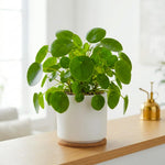 Money Plants Live, Pilea Peperomioides Plant Live, Pilea Plant Live, 4-6 Inc Tall, Easy Care Indoor Houseplant for Home and Office Decor
