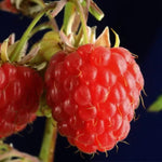 2 Raspberry Plants Live for Planting, Golden Raspberry Everbearing, Very Large and Sweet Raspberries, Well-Rooted Zones 4-8 (Caroline Red)