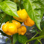 Set 2 Assorted Pepper Live Plants, 90 Days Old Super Pepper Live Plant for Summer Planting (Yellow Jamaican Scotch Bonnet)
