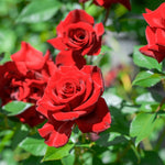 Red Rose Bush Live Starter Plant, Fragrant Red Climbing Rose for Planting Outdoor, No Pot, 1 Year Old Rose Plant, Well-Rooted Rose Plants Live Ready to Plant