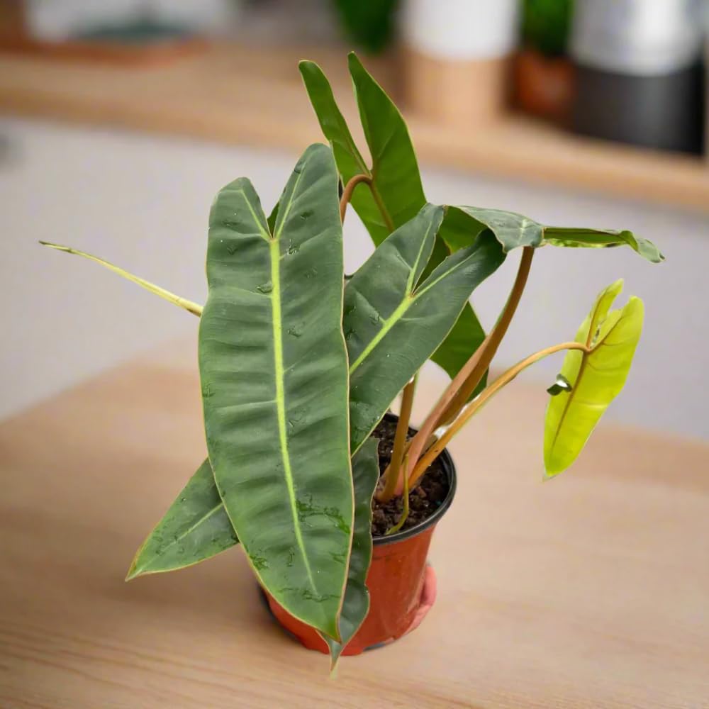 Variegated Philodendron Live Plant, Rare Indoor Houseplant Live Well Rooted 5-7 Inches, Container Growing, Home Office Decor (Long Leaves Philodendron)