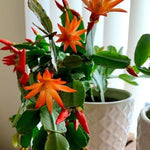 Orange Easter Cactus Plants Live, 4 to 6 Inch Tall Easter Cactus Plants Live Indoor Garden, Live Easter Cactus Flower Plant, Spring Cactus Live Houseplant, Easter Cactus