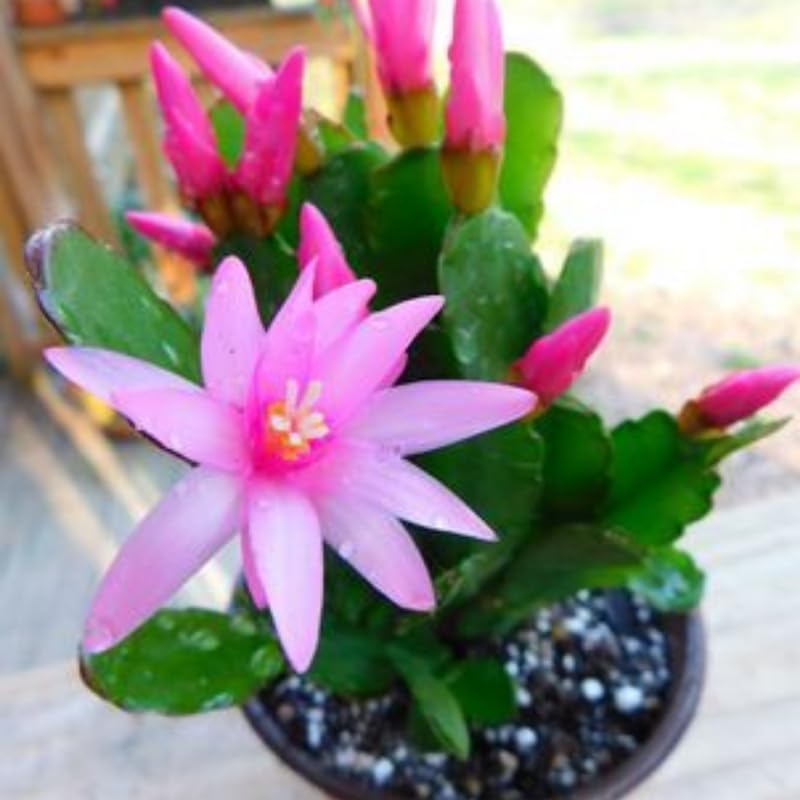Pink Easter Cactus Plants Live, Easter Cactus Plant, 4 to 6 Inch Tall Pink Spring Cactus Plant Perennial Flower Easter Cactus Plants for Indoor Garden