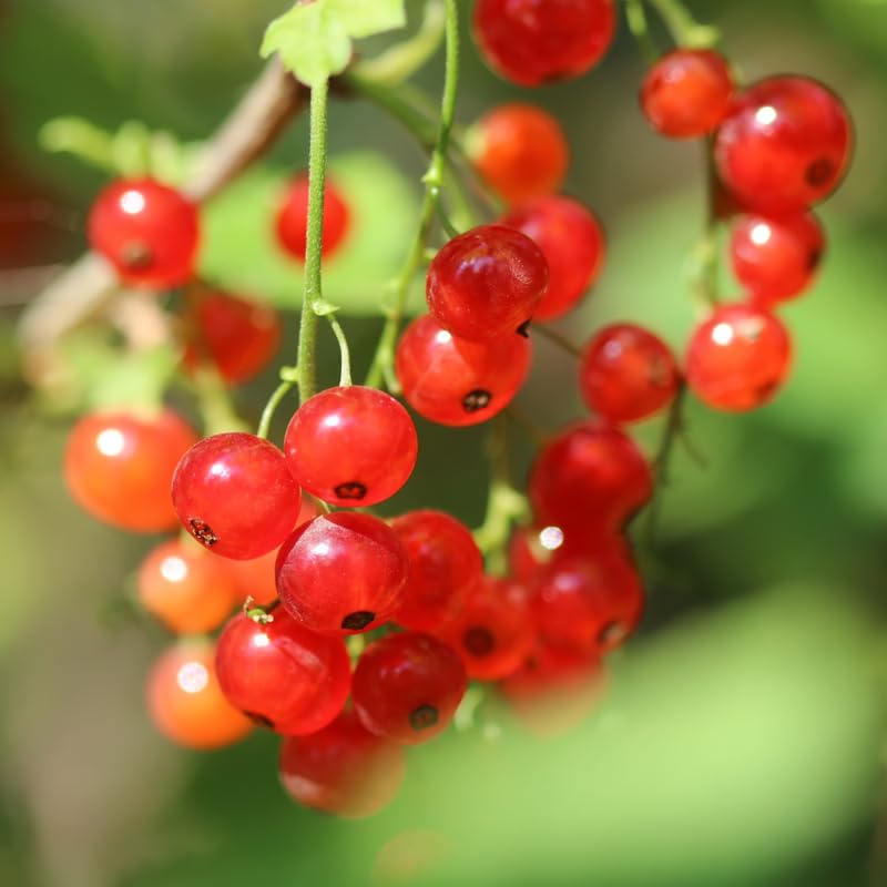 Currant Bush Live Plant, Currant Tree Live Plant for Planting, 5-10 Inch Tall, Currant Plant Live Ready to Grow Outdoors, Currant Berries Fruit Tree Starter Plant (Red Currant)