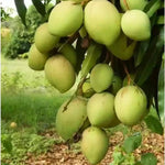 Julie Mango Tree Live Plant Grafted, 2 to 3 Feet Tall in Gallon Pot, Ready to Bear Fruit in 1 Year, Sweet Mango Tree for Planting
