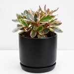 Peperomia Plant Live, Peperomia Live in 3.5 Inches Pot, Tropical Houseplant for Indoor Planting, Compact Plant for Home Office Decor, 4 to 6 Inches Tall (Peperomia Rainbow)