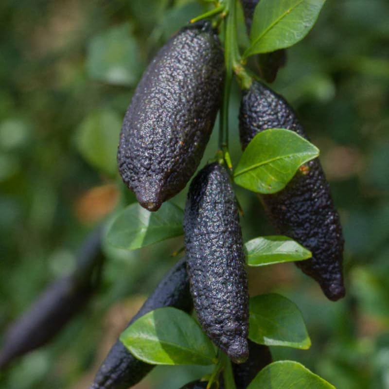 Finger Lime Grafted Tree Live Plant for Planting, 2-3 Feet Tall in Pot, Finger Lime Plant, Citrus Tree Plant Live, No CA, HI, PR, GU, AK
