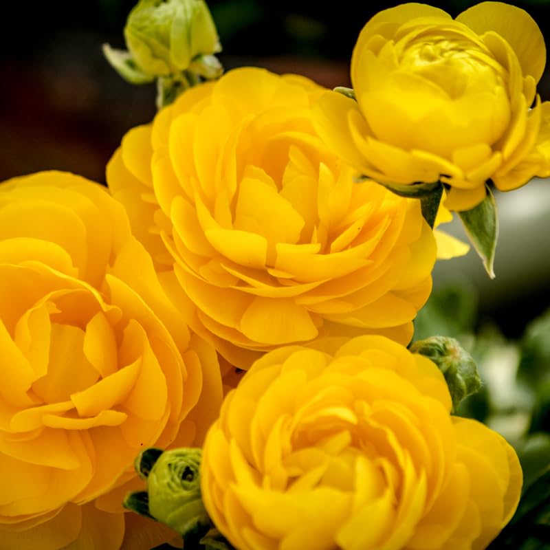 Pack of 30 Ranunculus Bulbs for Spring Planting, Ranunculus Bulbs for Planting, Spring Blooms Vibrant Perennial Bulbs for Garden Borders (Yellow Ranunculus)