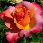 Rose Plant Live, Roses Bush for Outdoor Garden, 5-10 Inch Tall, Ornamental Flowering Shrub with Fragrant Blooms, Ready to Plant (Coral Rose)