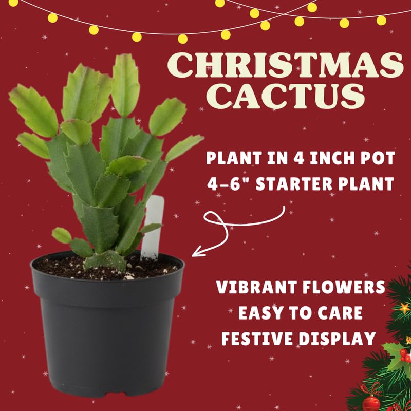 Red Christmas Cactus Plants Live in 4 Inch Pot, Perennial Christmas Thanksgiving Cactus Plants Potted, Vibrant Flower Holiday Houseplant Indoors Outdoors