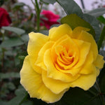 Rose Live Plant for Planting, Fragrant Hybrid Rose Bush, 5-10” Tall, Ready to Grow Flowering Shrub for Outdoor Garden, No Pot (Yellow Rose)