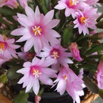 Light Pink Easter Cactus Plant, Live Easter Cactus Plant, 4 to 6 Inch Tall Light Pink Flower Plants, Spring Cactus Plants Live Indoor