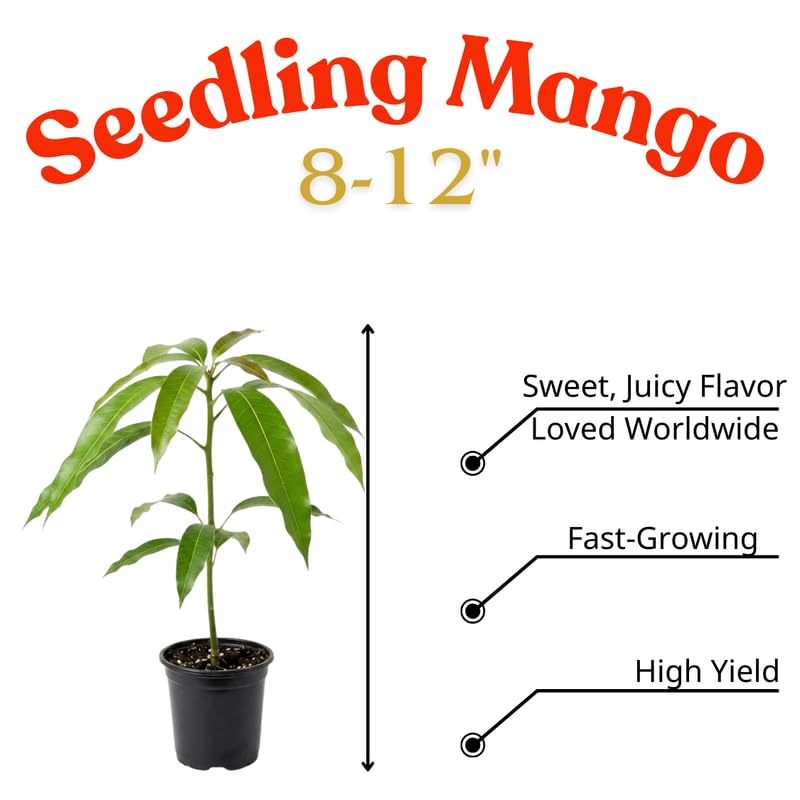 Carrie Mango Tree Live Plant, 8–12 Inch Tall in Pot, Sweet Hardy Mango Seedling Variety for Planting, Outdoor Fast-Growing